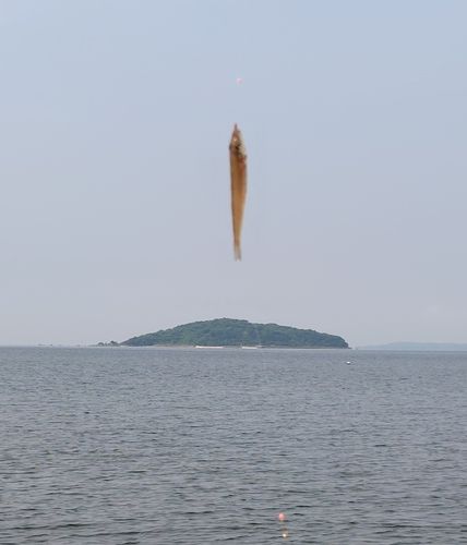 キスの釣果