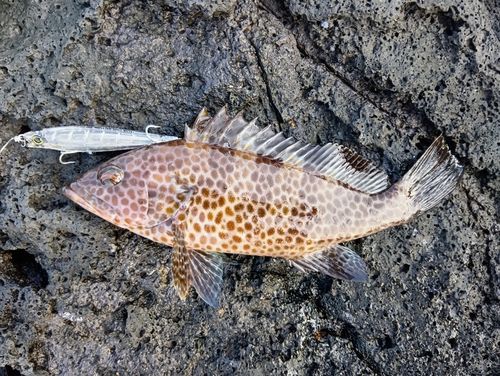オオモンハタの釣果