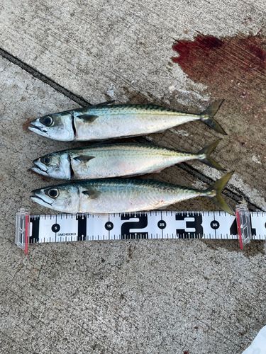 サバの釣果