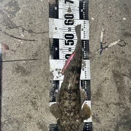 マゴチ