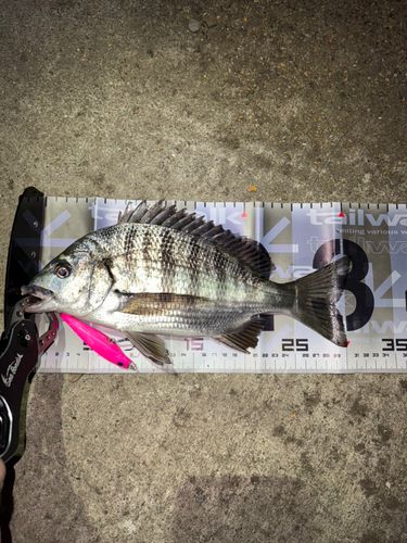 クロダイの釣果