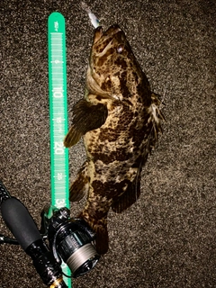 タケノコメバルの釣果
