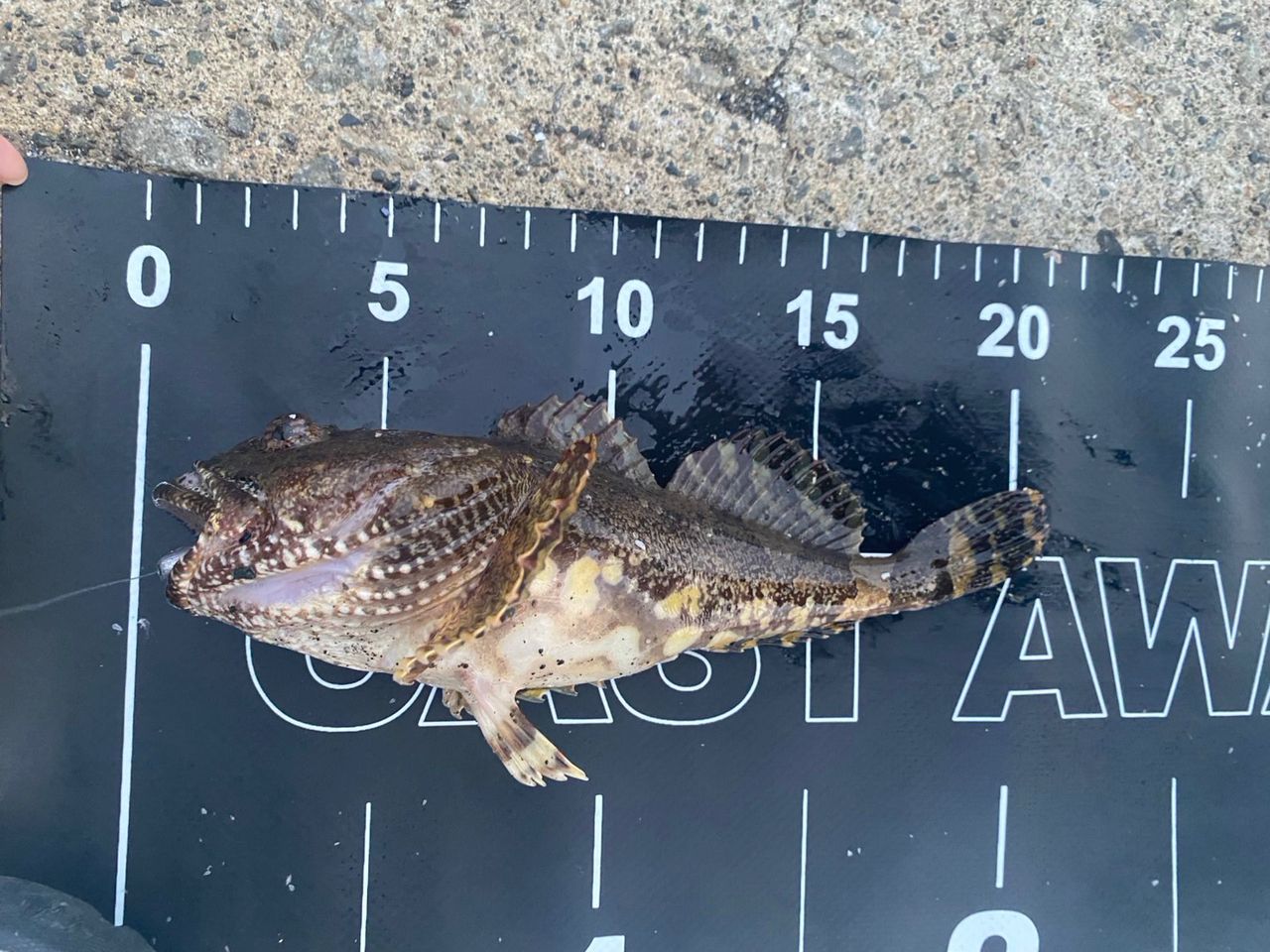 イダスケ さんの 2025年07月01日のカジカの釣り・釣果情報(北海道