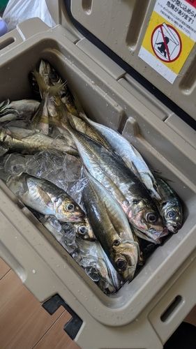 マアジの釣果