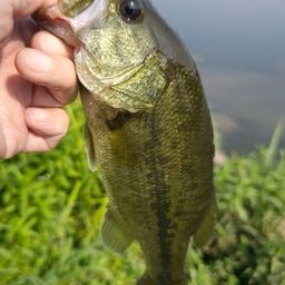 ラージマウスバス