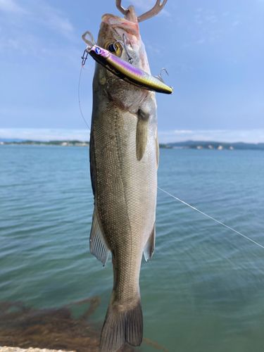 セイゴ（マルスズキ）の釣果