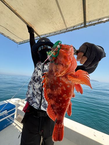 ウッカリカサゴの釣果
