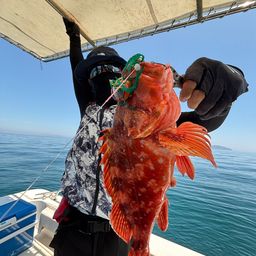 ウッカリカサゴ