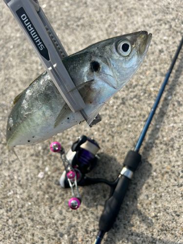 マルアジの釣果