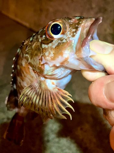 ガシラの釣果