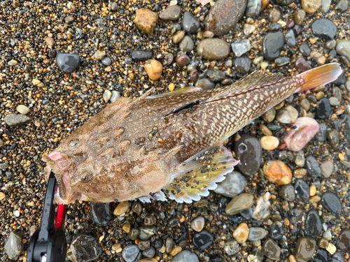 キビレミシマの釣果