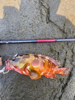 アカハタの釣果