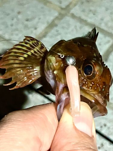 ガシラの釣果