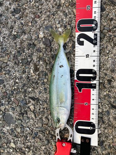 ヒラマサの釣果