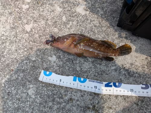 キジハタの釣果