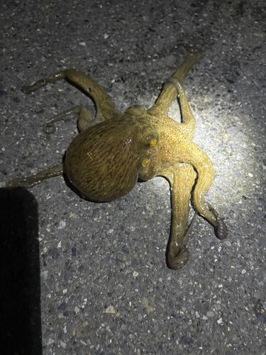 マダコの釣果