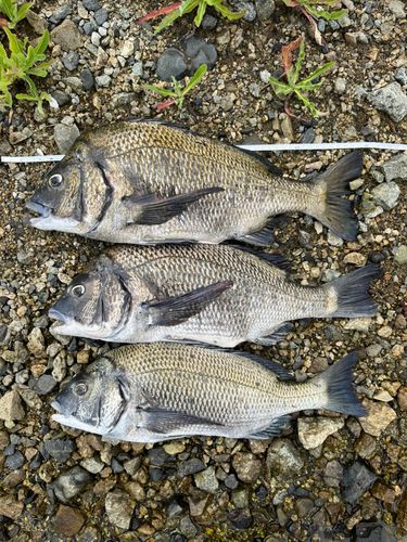 クロダイの釣果