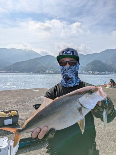 カンパチの釣果