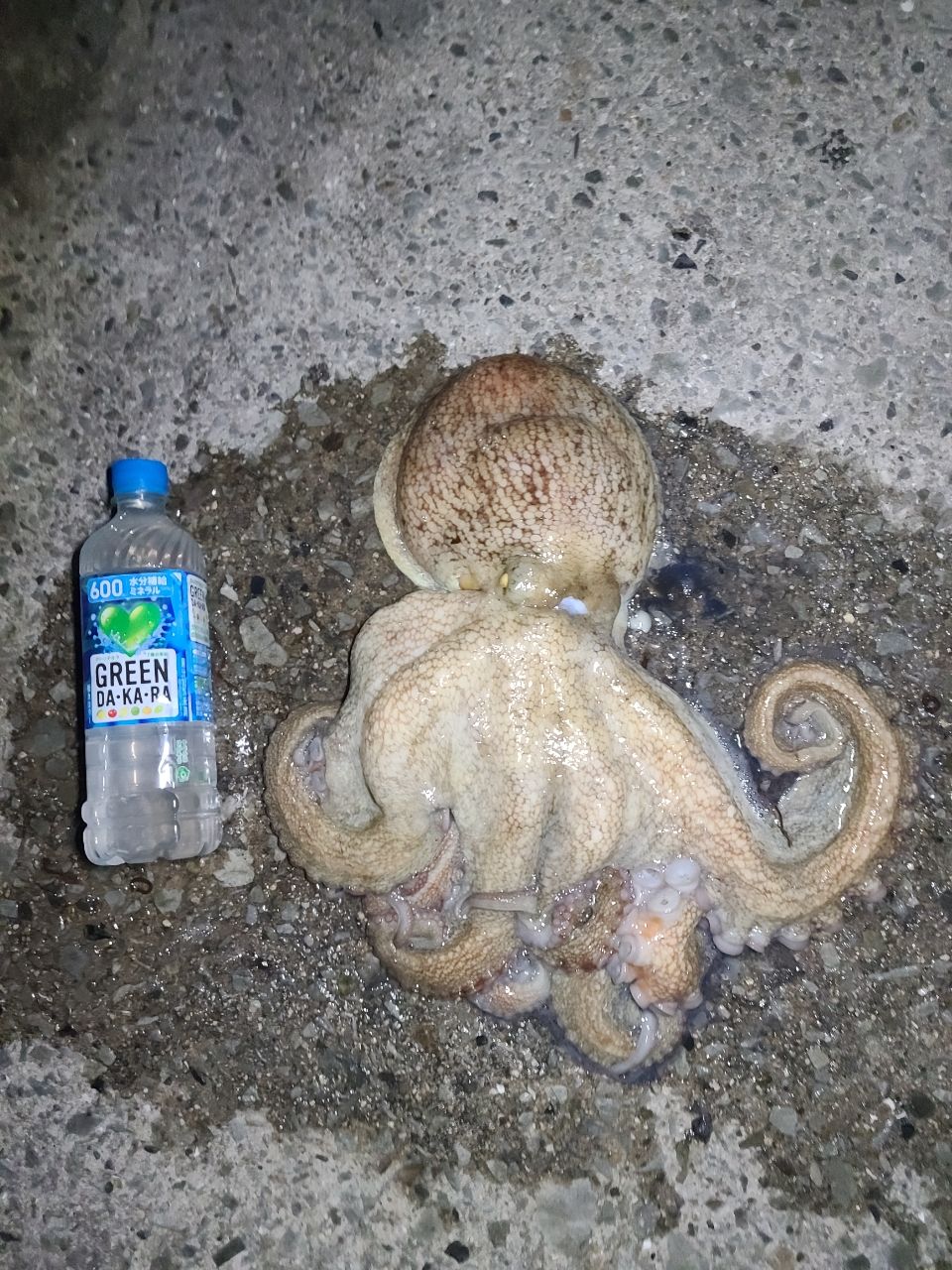 タコ