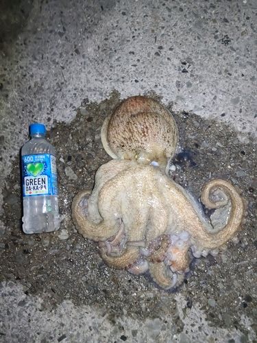 タコの釣果