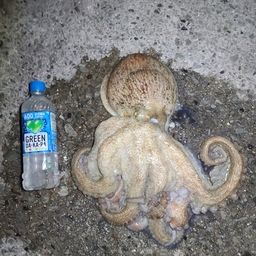 タコ