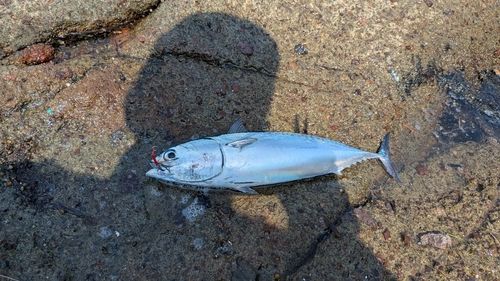 ソウダガツオの釣果