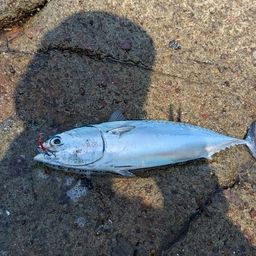 ソウダガツオ