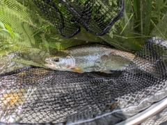 ニジマスの釣果