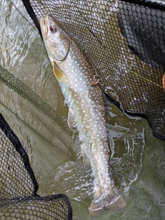 アメマスの釣果
