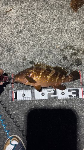 キジハタの釣果