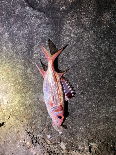 トガリエビスの釣果