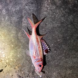 トガリエビス