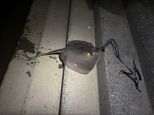 エイの釣果