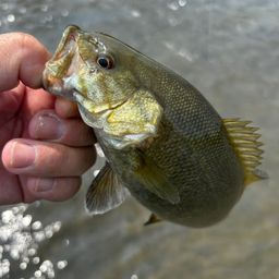 スモールマウスバス