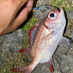 アカマツカサ