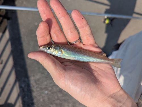 キスの釣果
