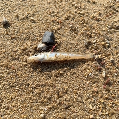 シロギスの釣果
