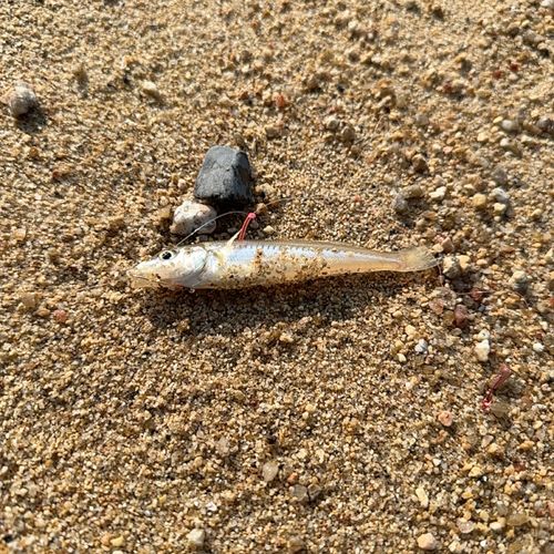 シロギスの釣果
