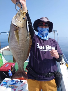 イサキの釣果