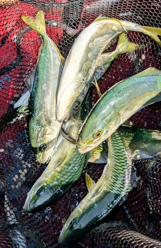 ワカシの釣果