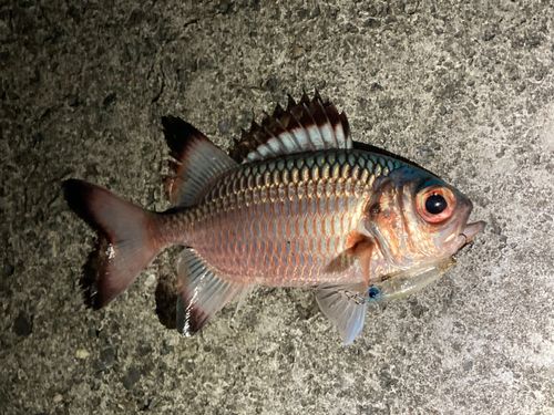 クロオビマツカサの釣果