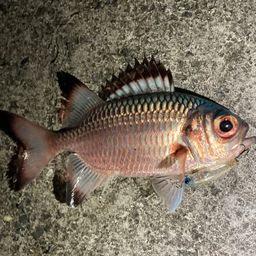 クロオビマツカサ