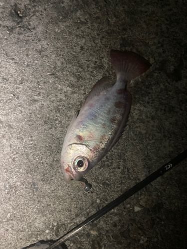 ゴマヒレキントキの釣果