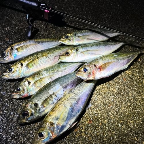 アジの釣果