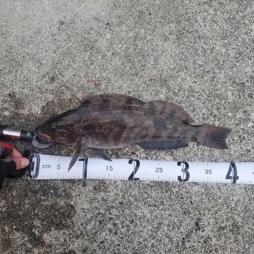 アイナメの釣果