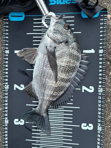 チヌの釣果