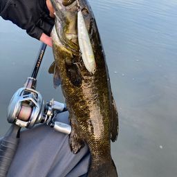 スモールマウスバス