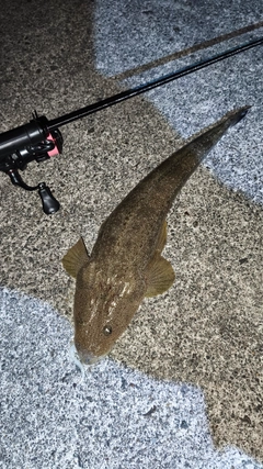 マゴチの釣果