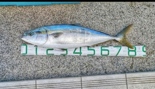 ワラサの釣果