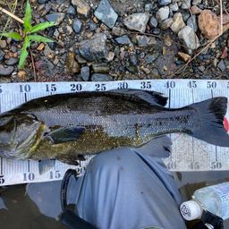 スモールマウスバス